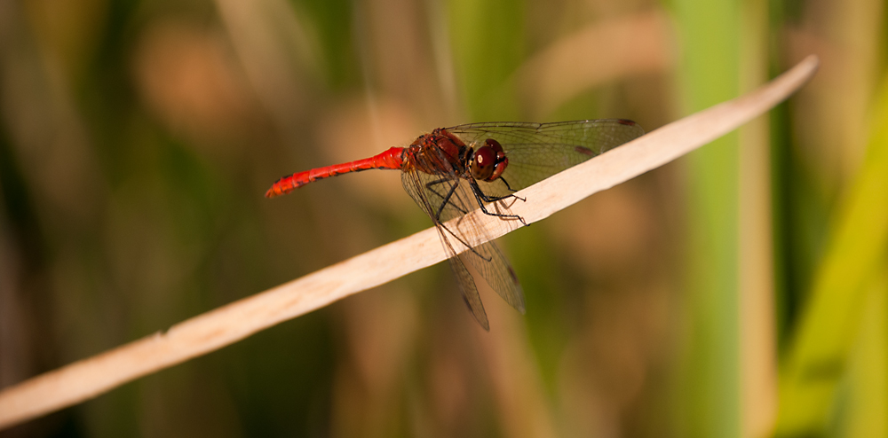 libellula bis