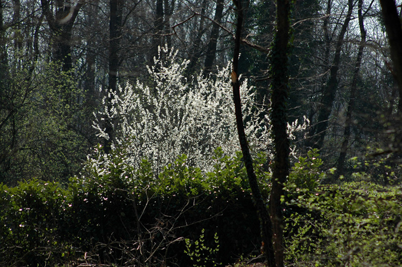 primavera