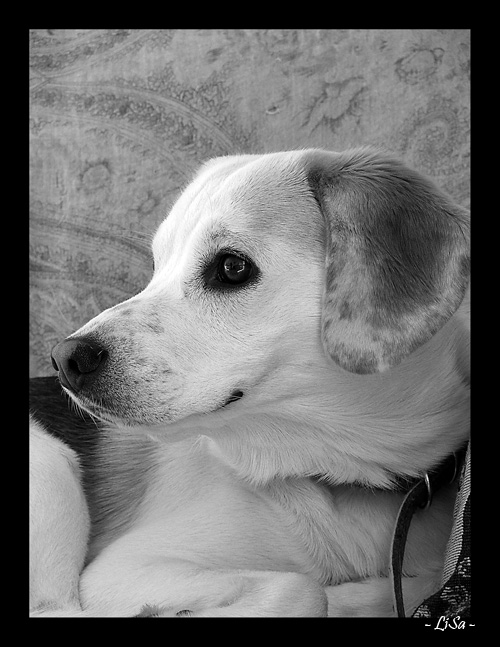 Snoopy