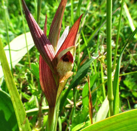 Serapias vomeracea ( Orchiedea )