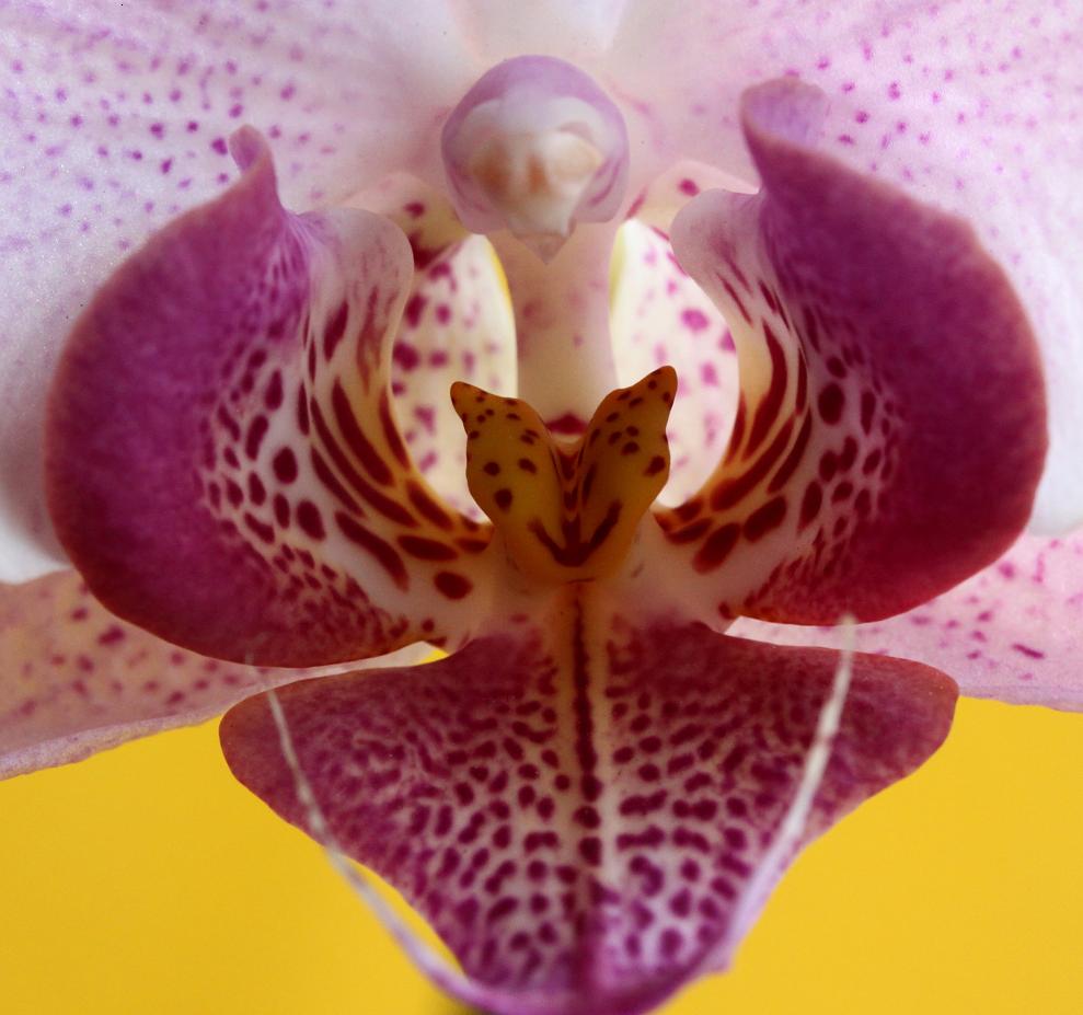 orchidea