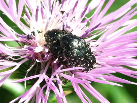 Coleotteri in accoppiamento