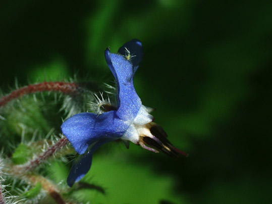 Borago officinalis