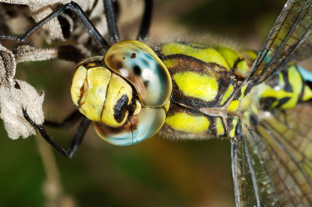 Ritratto Libellula