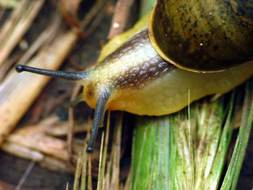 Chiocciola