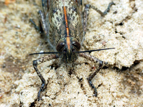 Anacridium aegyptium
