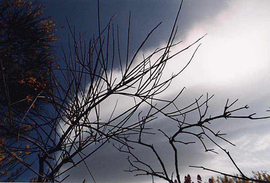 Natura 4