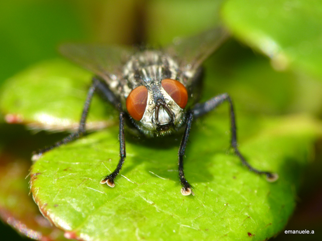 Mosca