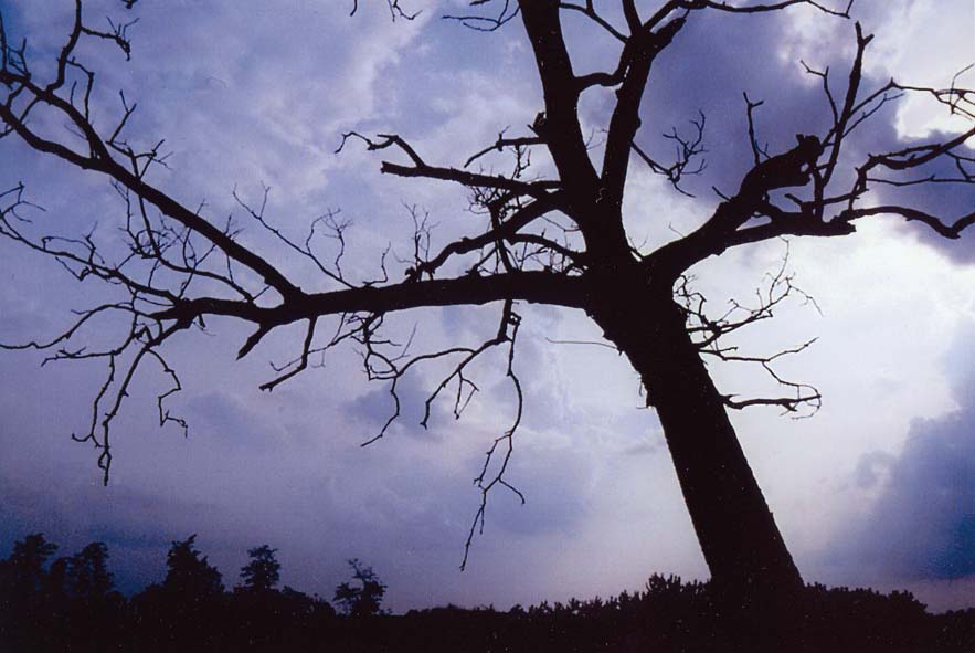 Natura 2