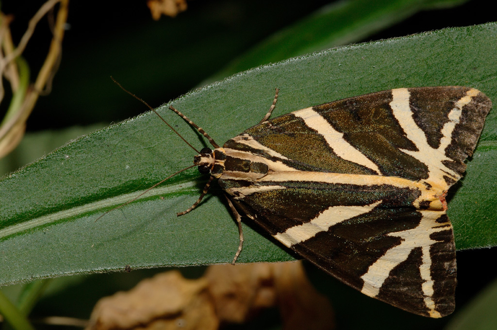 farfalla