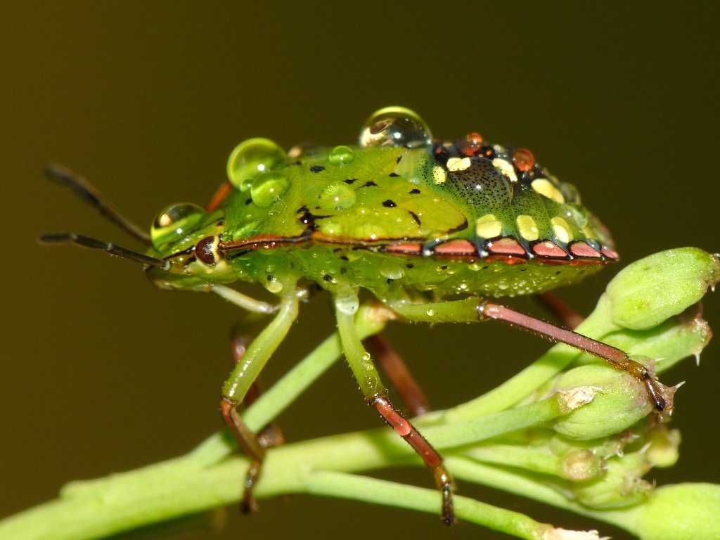 Cimice