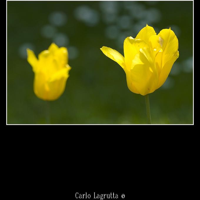 ---