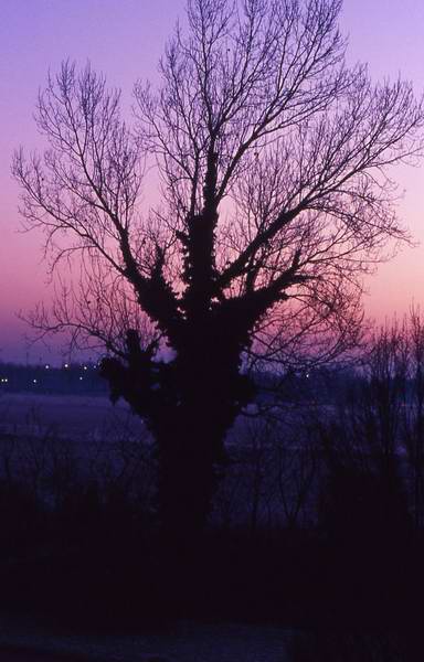 Alla luce dell'alba