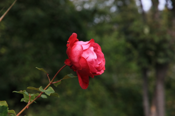 Rosa