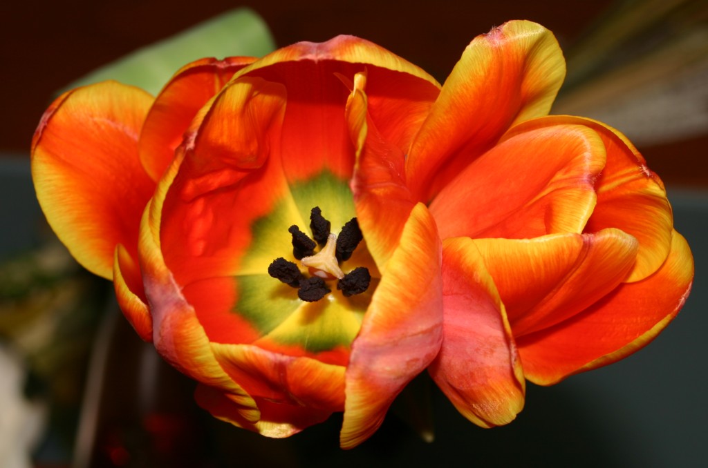home tulipan