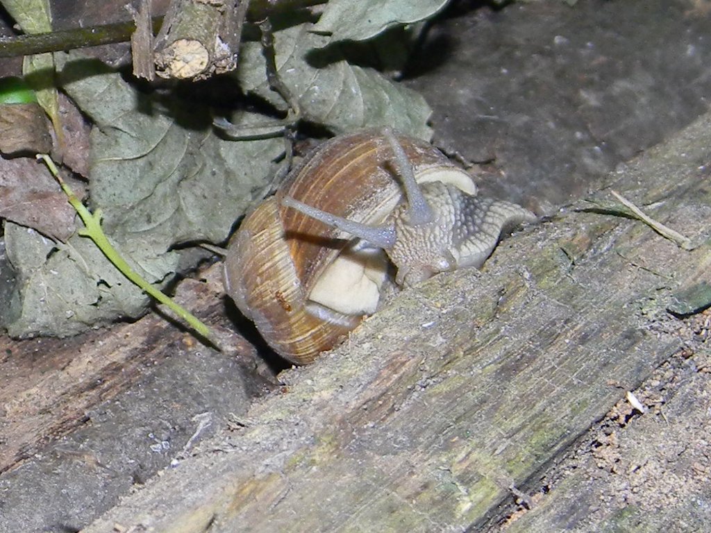 Lumaca