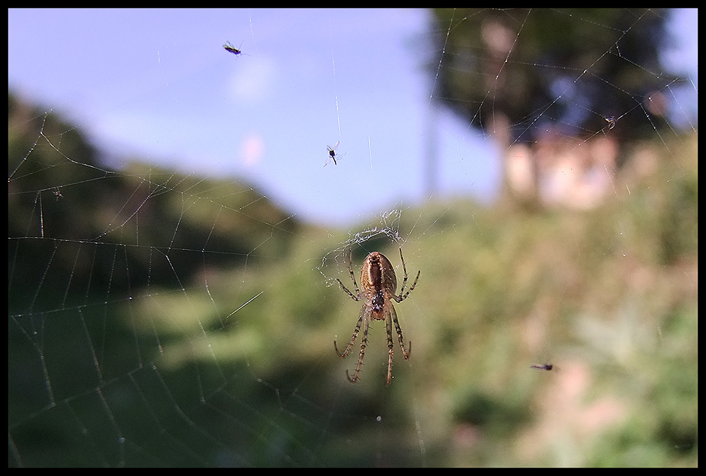 Aracnide