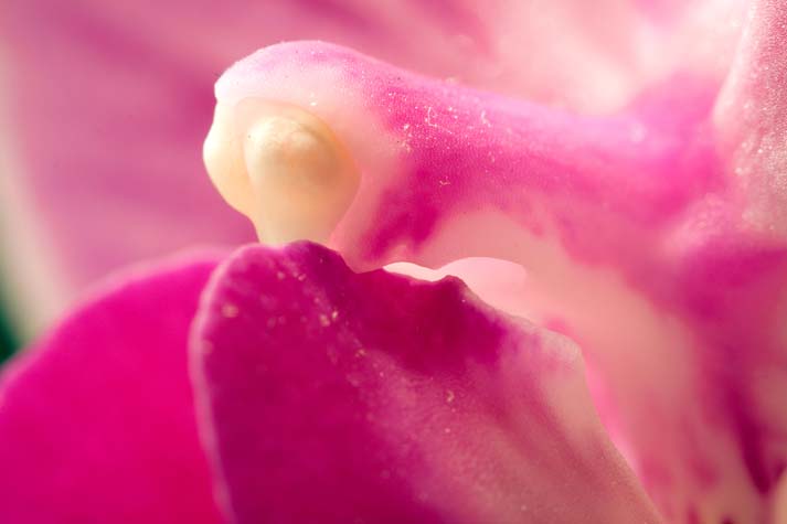 orchidea1
