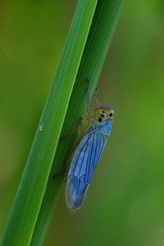 Cicadella viridis