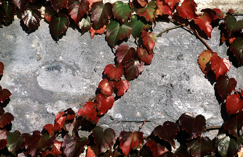 Autunno Lariano