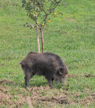 Aratura naturale