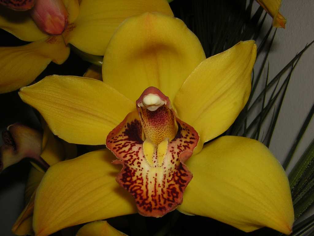 Orchidea