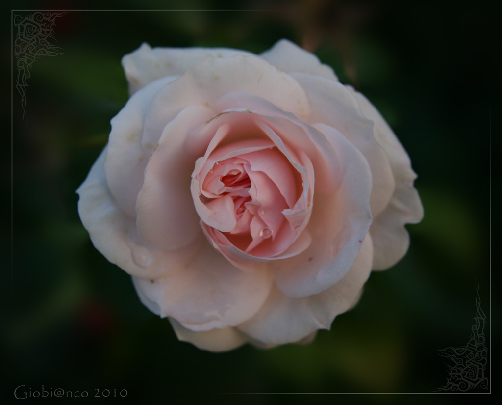 rosa_rose