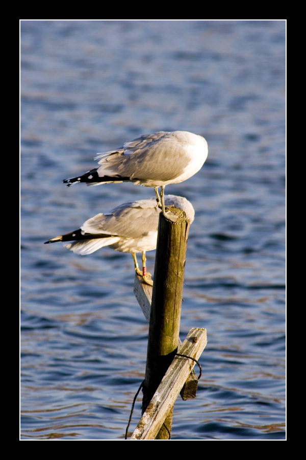Gemelli