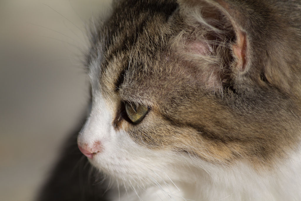 Test Canon EOS 60D (5)