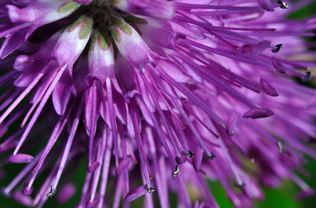 Purple Rain