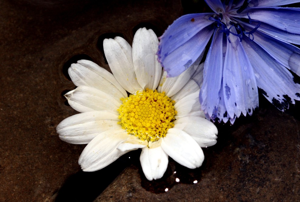 due fiori