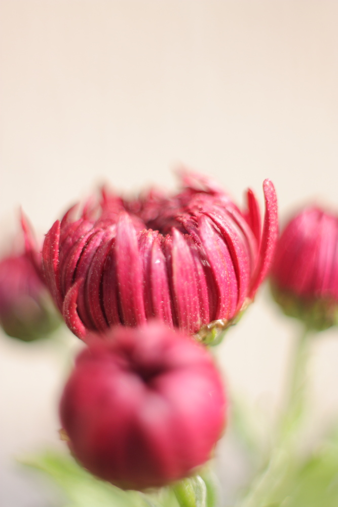 Fiori