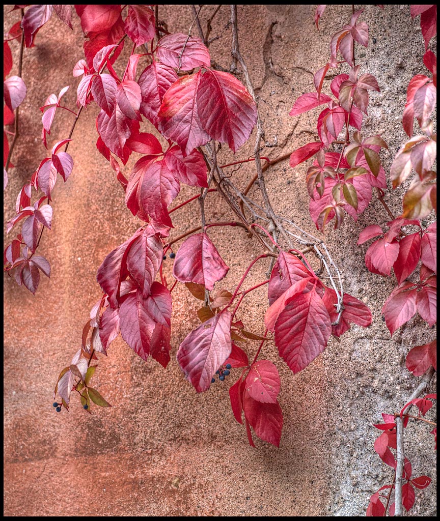 Rampicando l'autunno (versione quadrata)