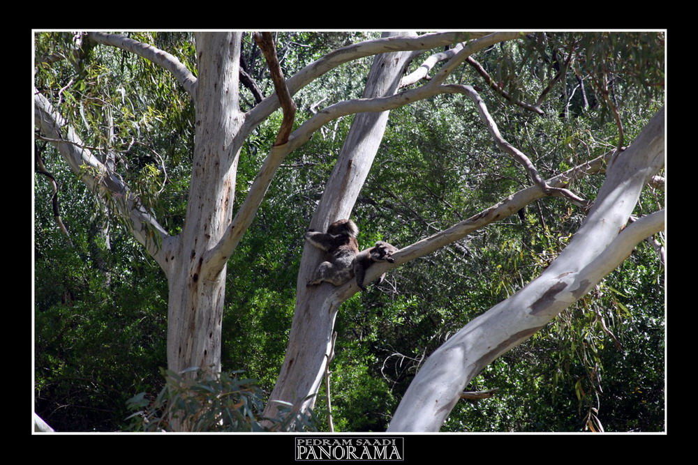 KOALA 1