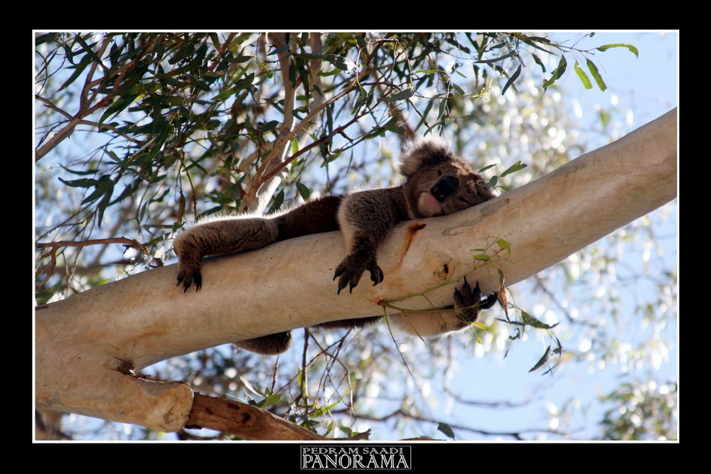 KOALA 2