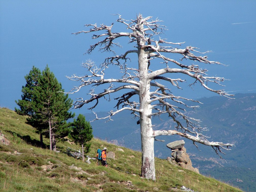 Corsica 5