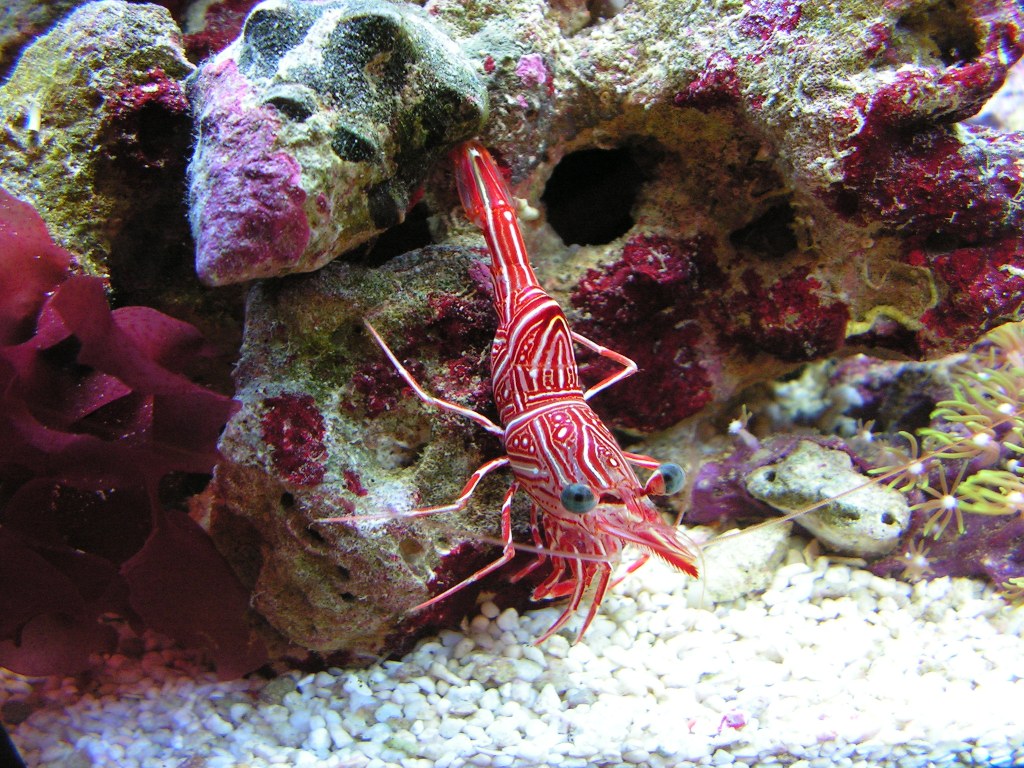 Rhynchocinetes