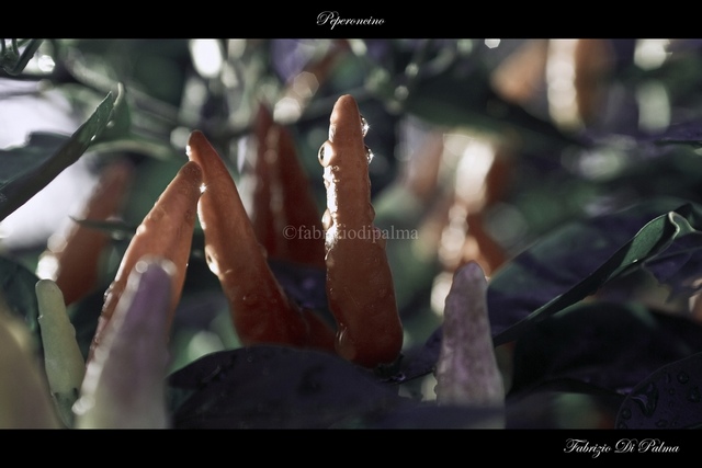 Peperoncino