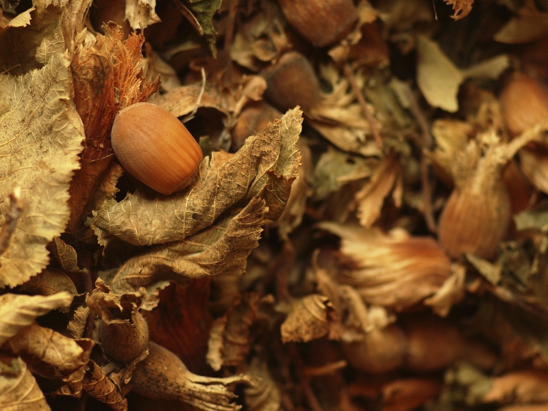 nocciola