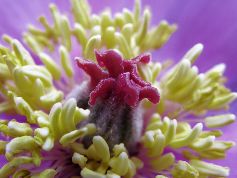 flower