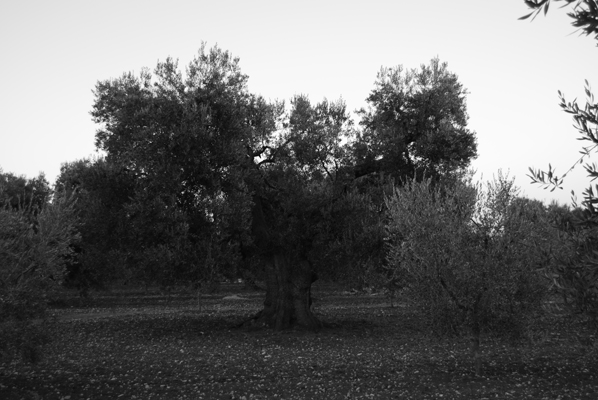 Olivum