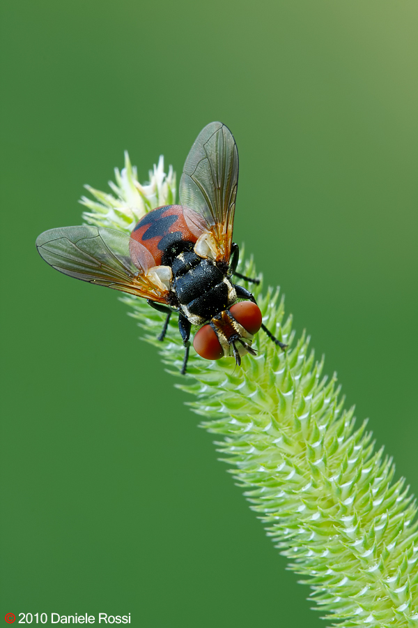 semplicemente mosca (di cacabruci)
