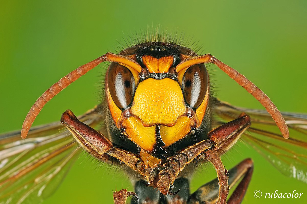 vespa crabro (di rubacolor)
