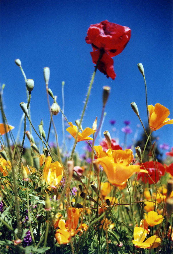 i colori dei fiori!