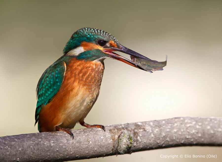 Martino femmina - Martin pescatore comune (Alcedo atthis) (di oile)
