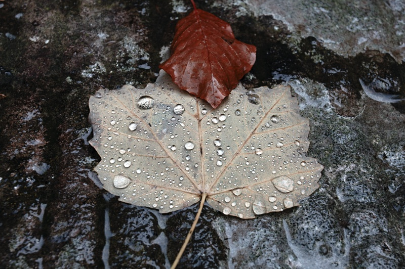 Foglie d'autunno