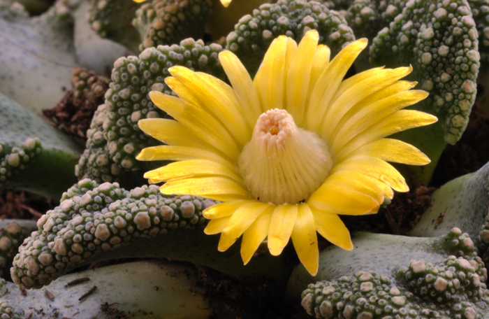 Fiore roccioso