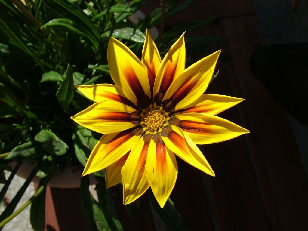 fiore