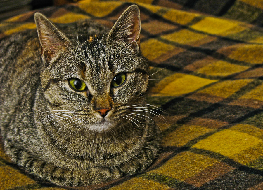 Ritrgatto