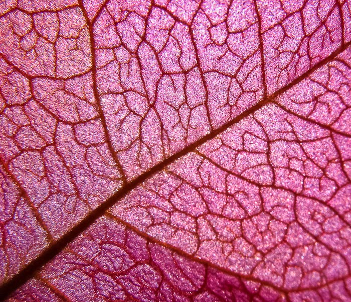 Foglia rossa